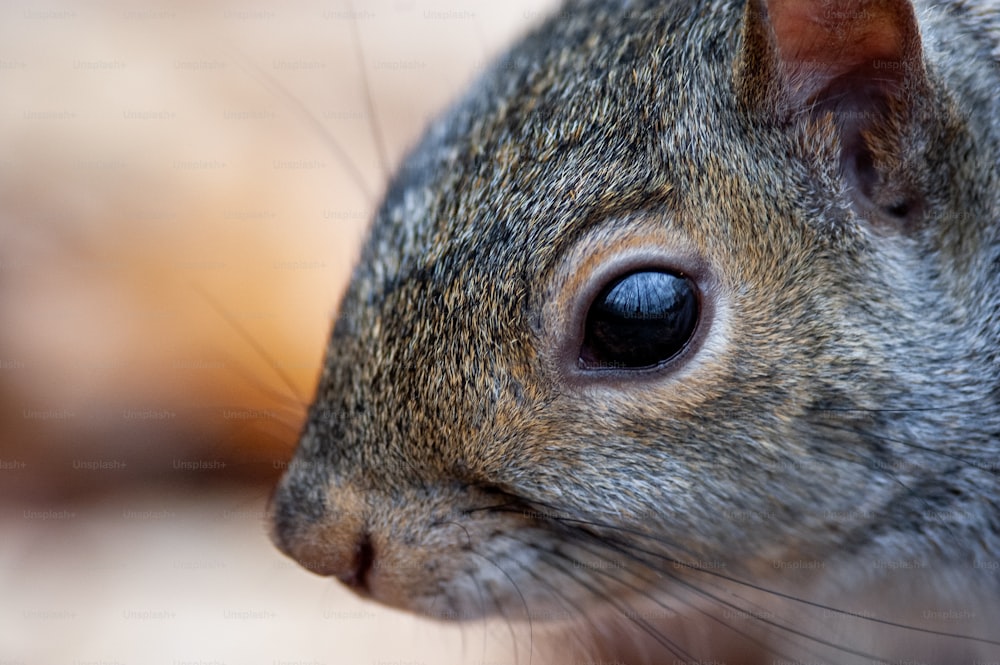 Un primo piano del volto di uno scoiattolo con uno sfondo sfocato