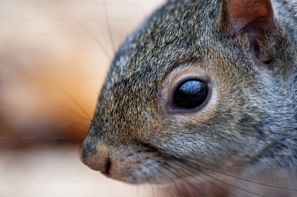 a close up of a squirrel's face with a blurry background