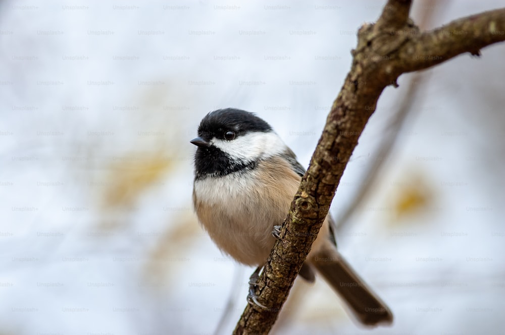 a small black and white bird perched on a tree branch