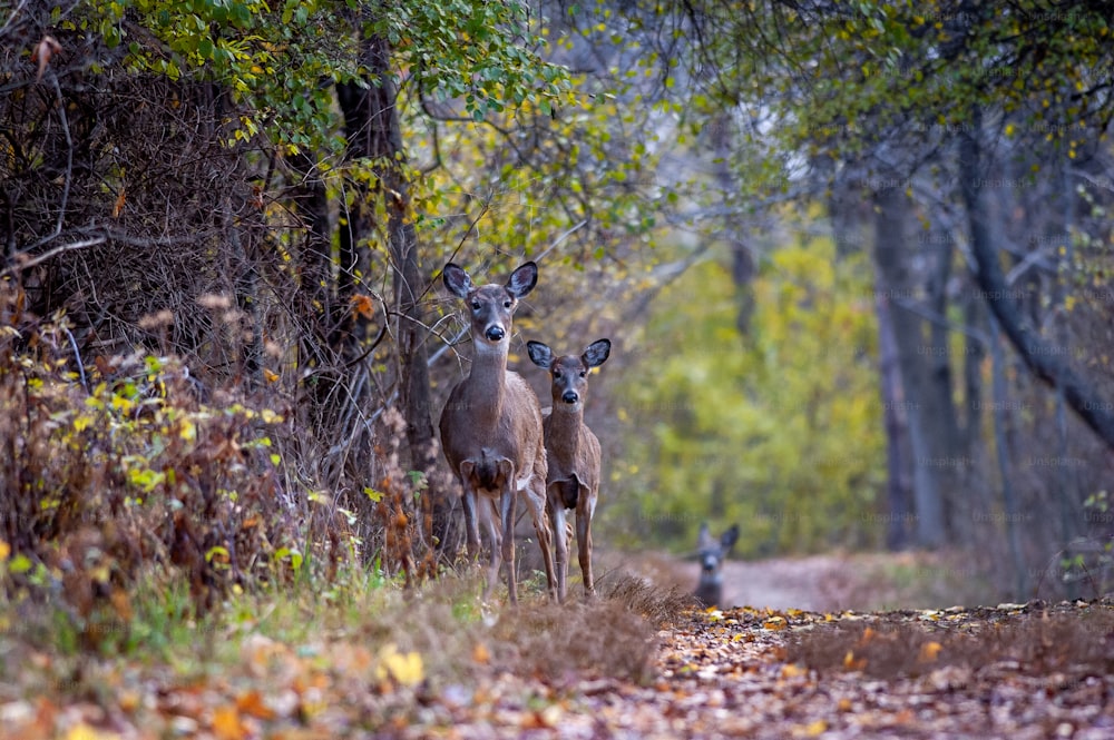 two deer standing next to each other in a forest