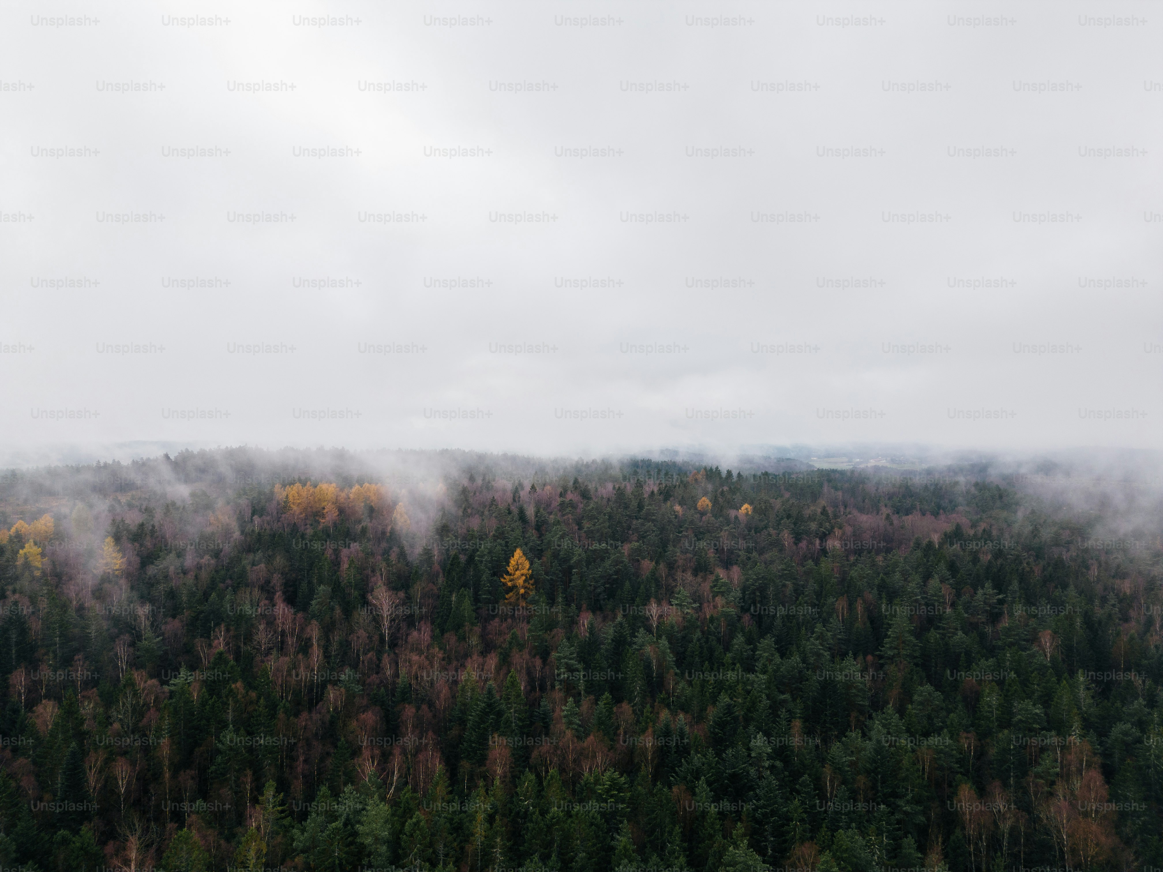 A foggy forest filled with lots of trees photo – Sweden Image on Unsplash