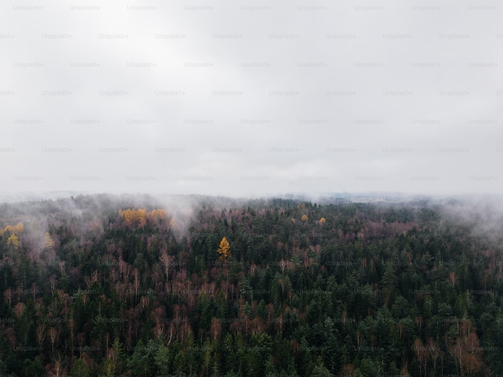 a foggy forest with trees in the foreground