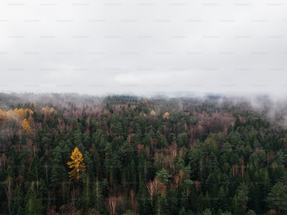 a foggy forest filled with lots of trees