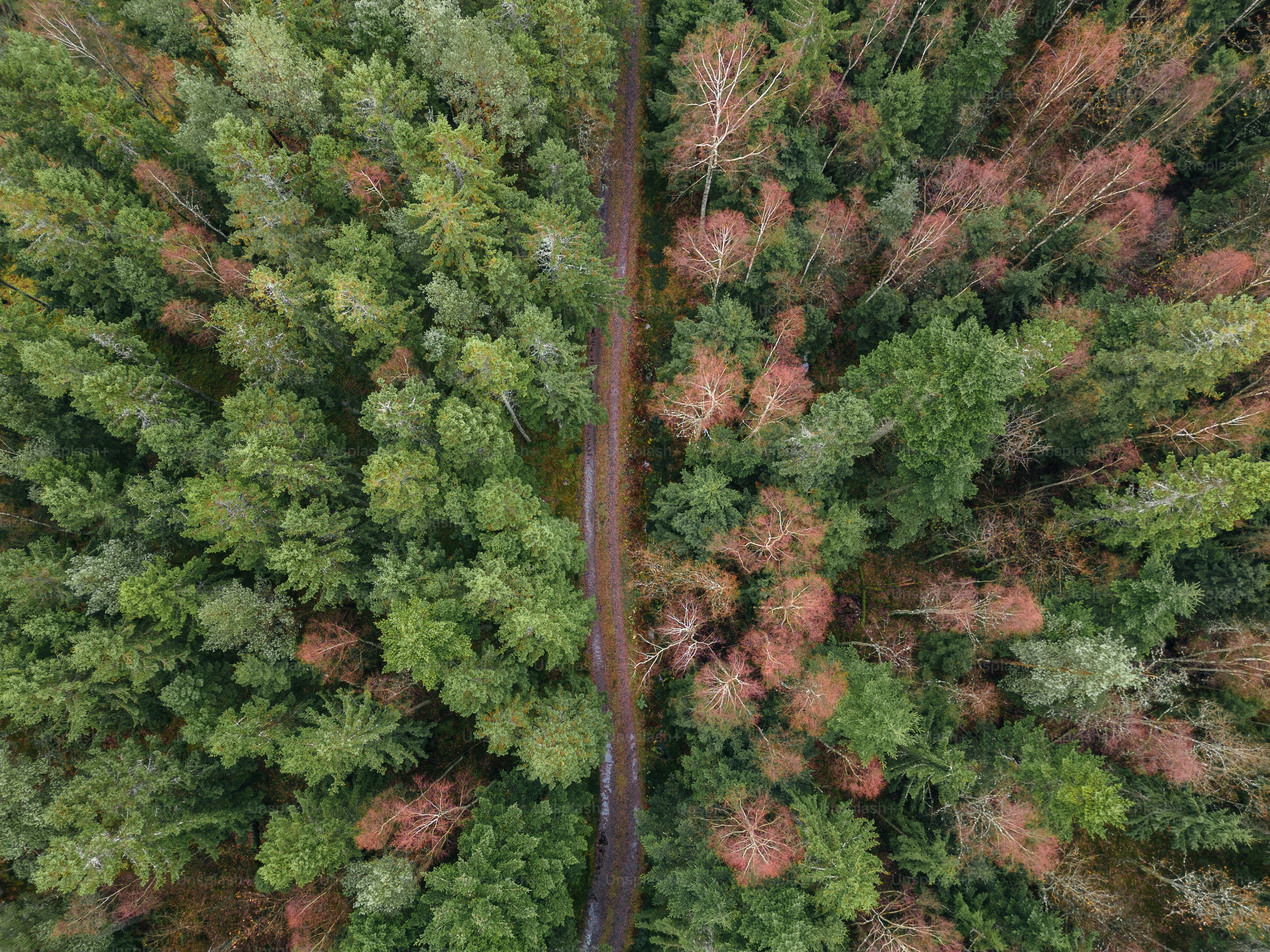 an aerial view of a road through a forest
