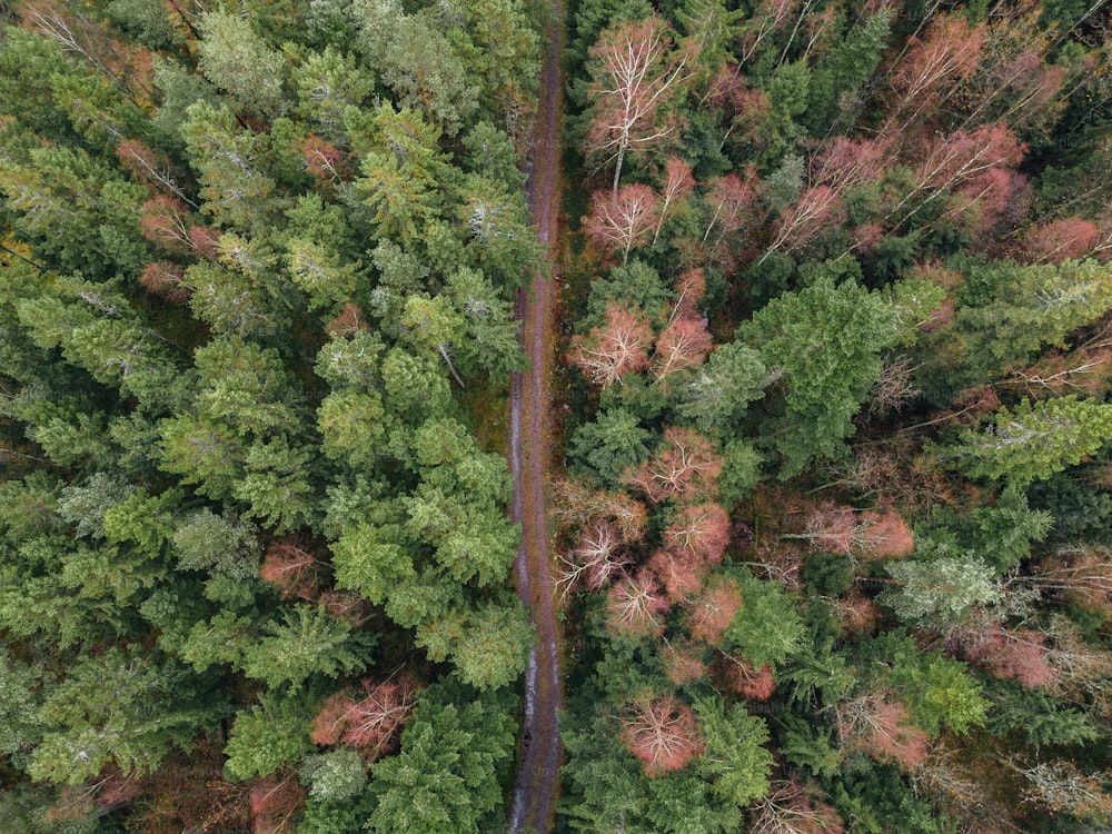 uma vista aérea de uma estrada através de uma floresta