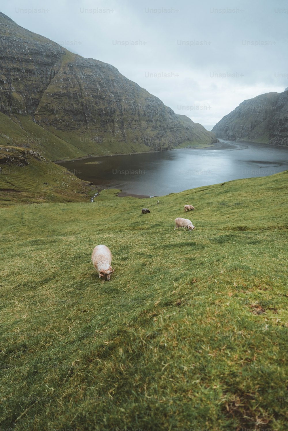 緑豊かな丘の中腹で放牧されている羊の群れ