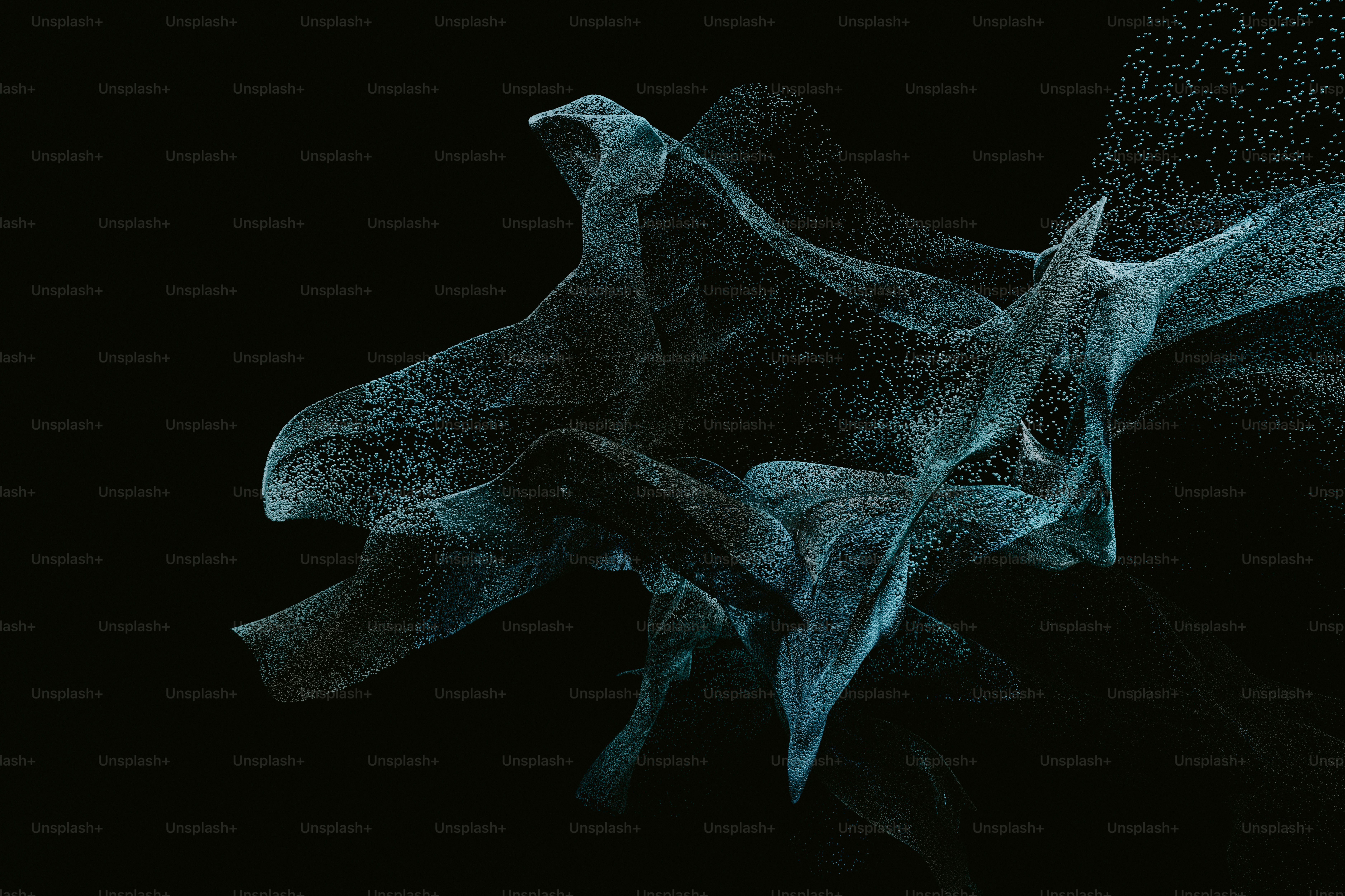 a close up of a flower on a black background