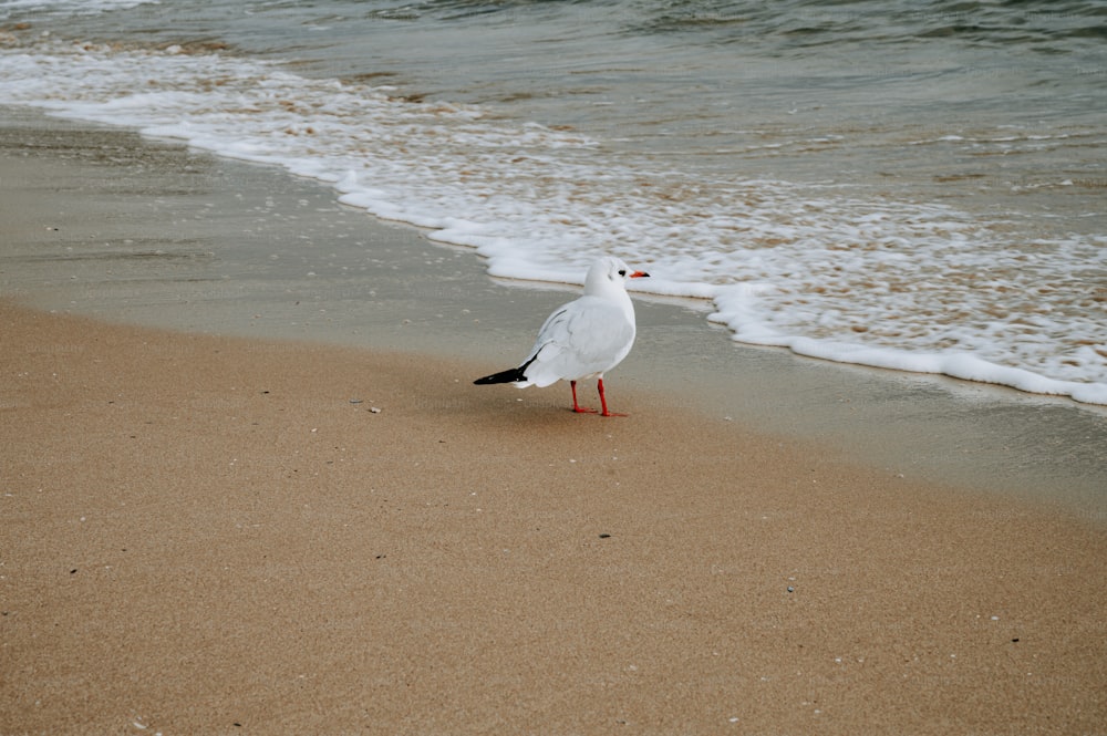 uma gaivota em pé na areia de uma praia