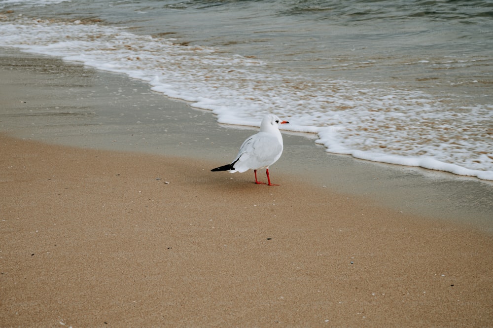 a seagull standing on the sand of a beach