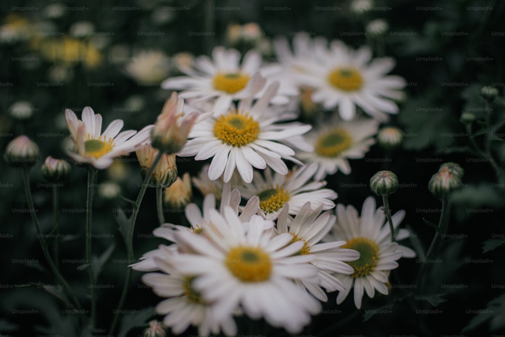 ein Strauß weißer Blüten mit gelben Zentren