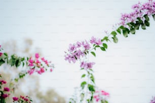 a bunch of flowers that are growing on a vine