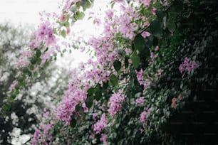 a bunch of flowers that are on a tree