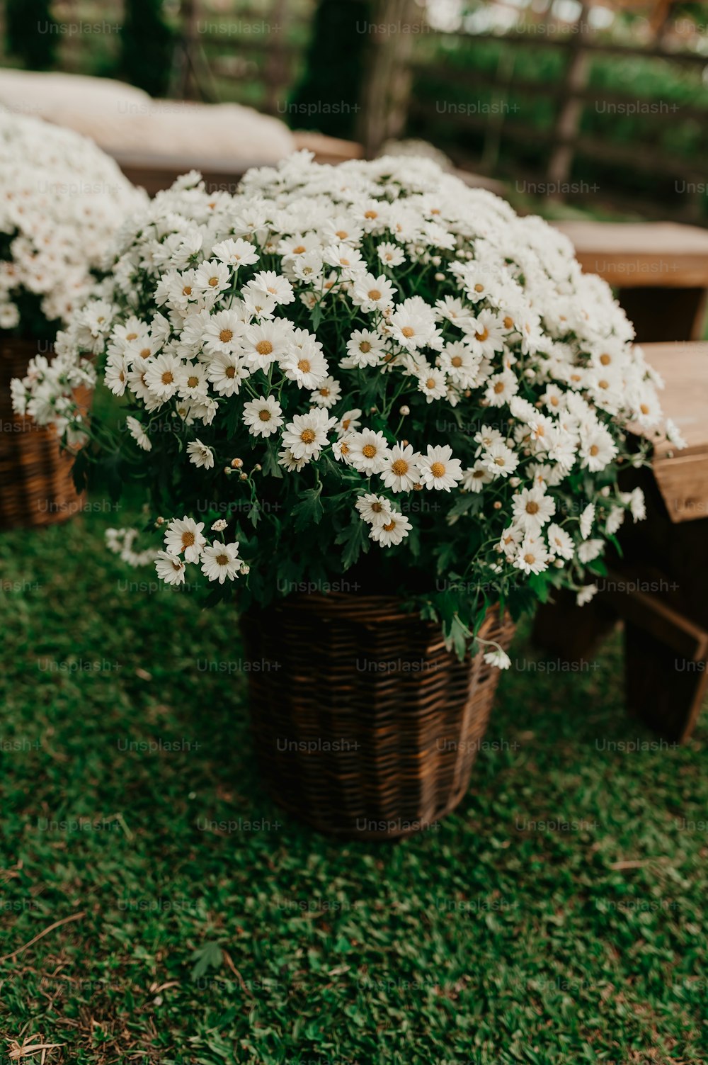 a basket filled with white flowers sitting on top of a lush green field