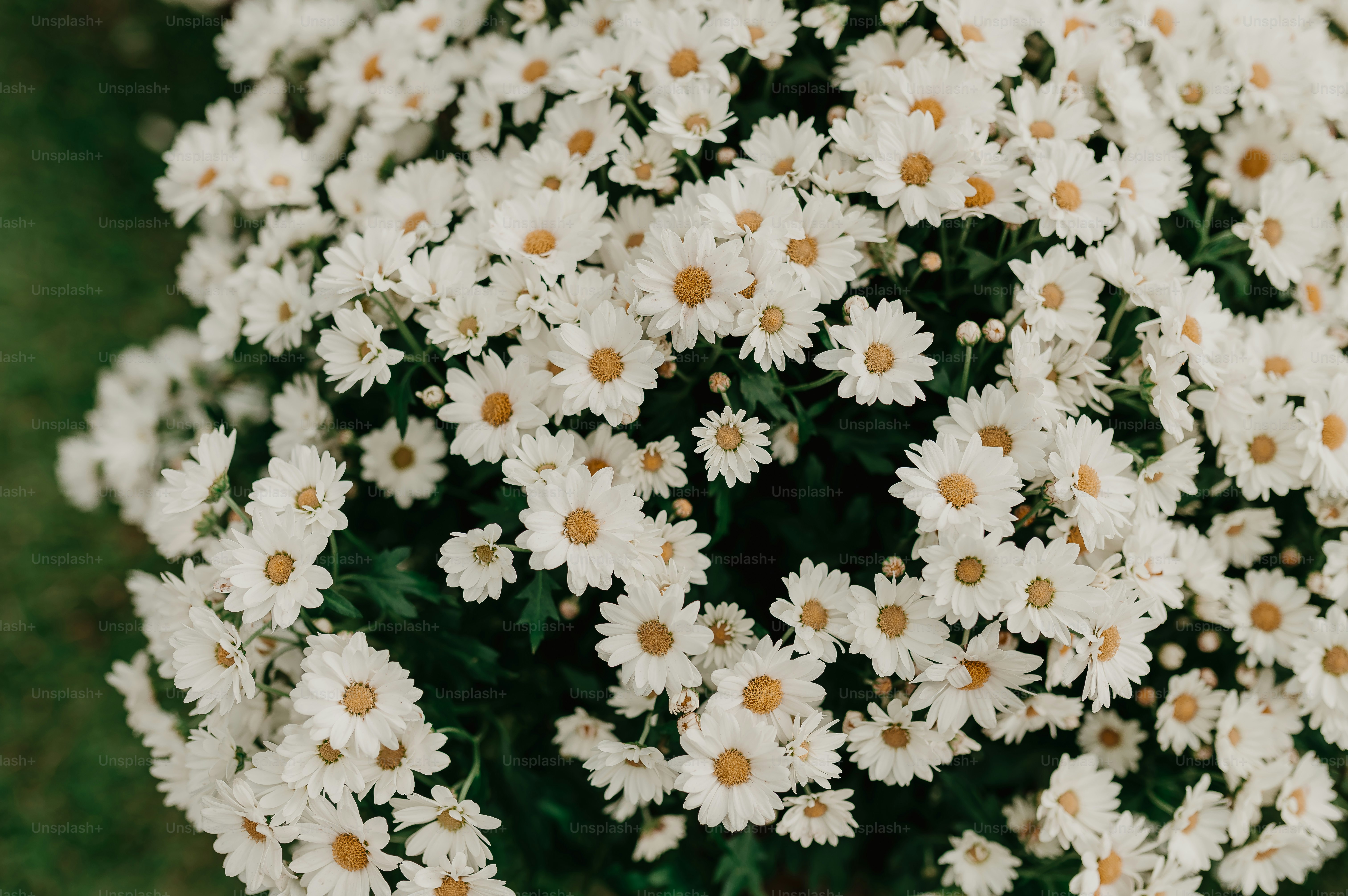 a bunch of white flowers with yellow centers