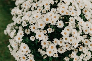 a bunch of white flowers with yellow centers