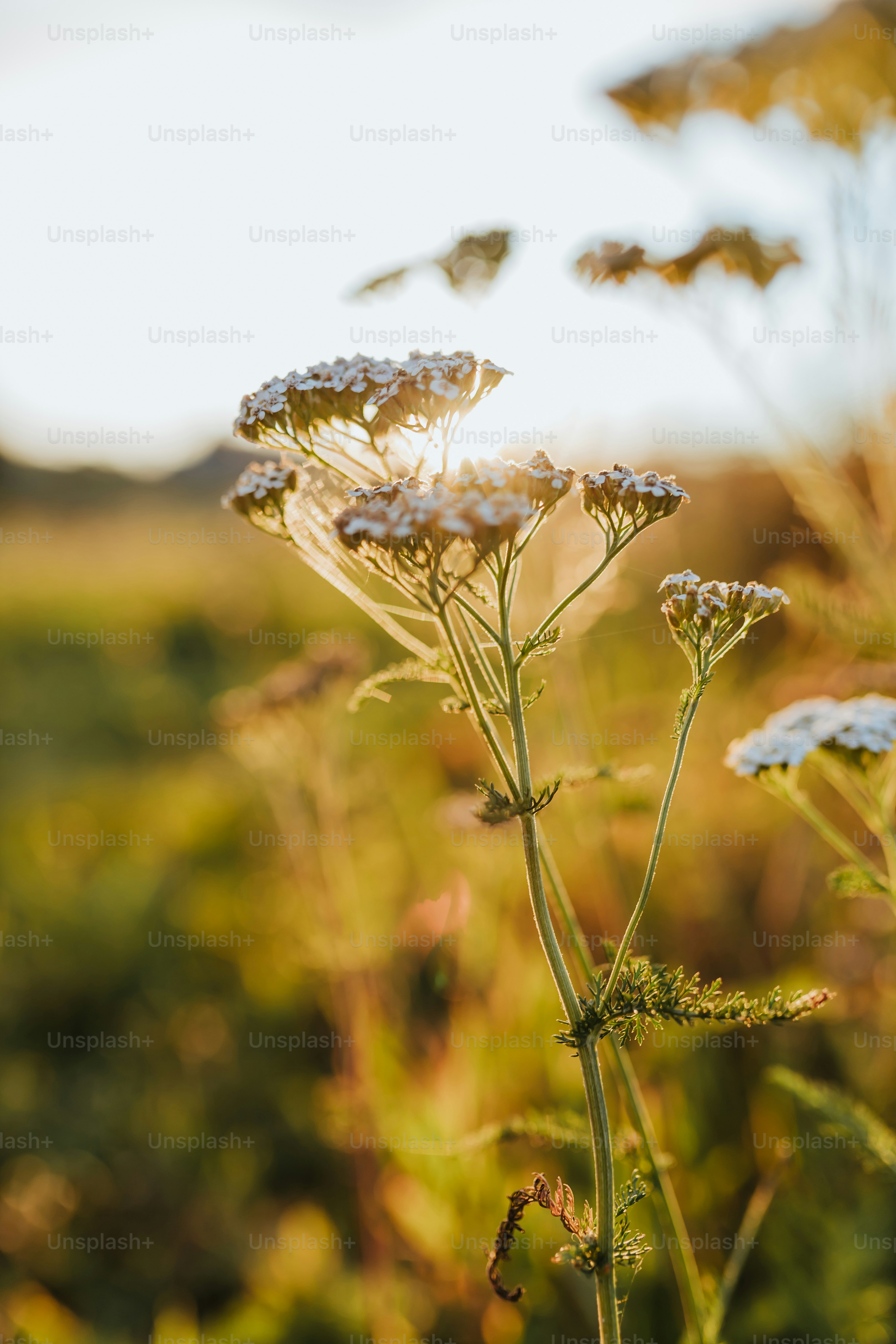 a close up of a flower in a field
