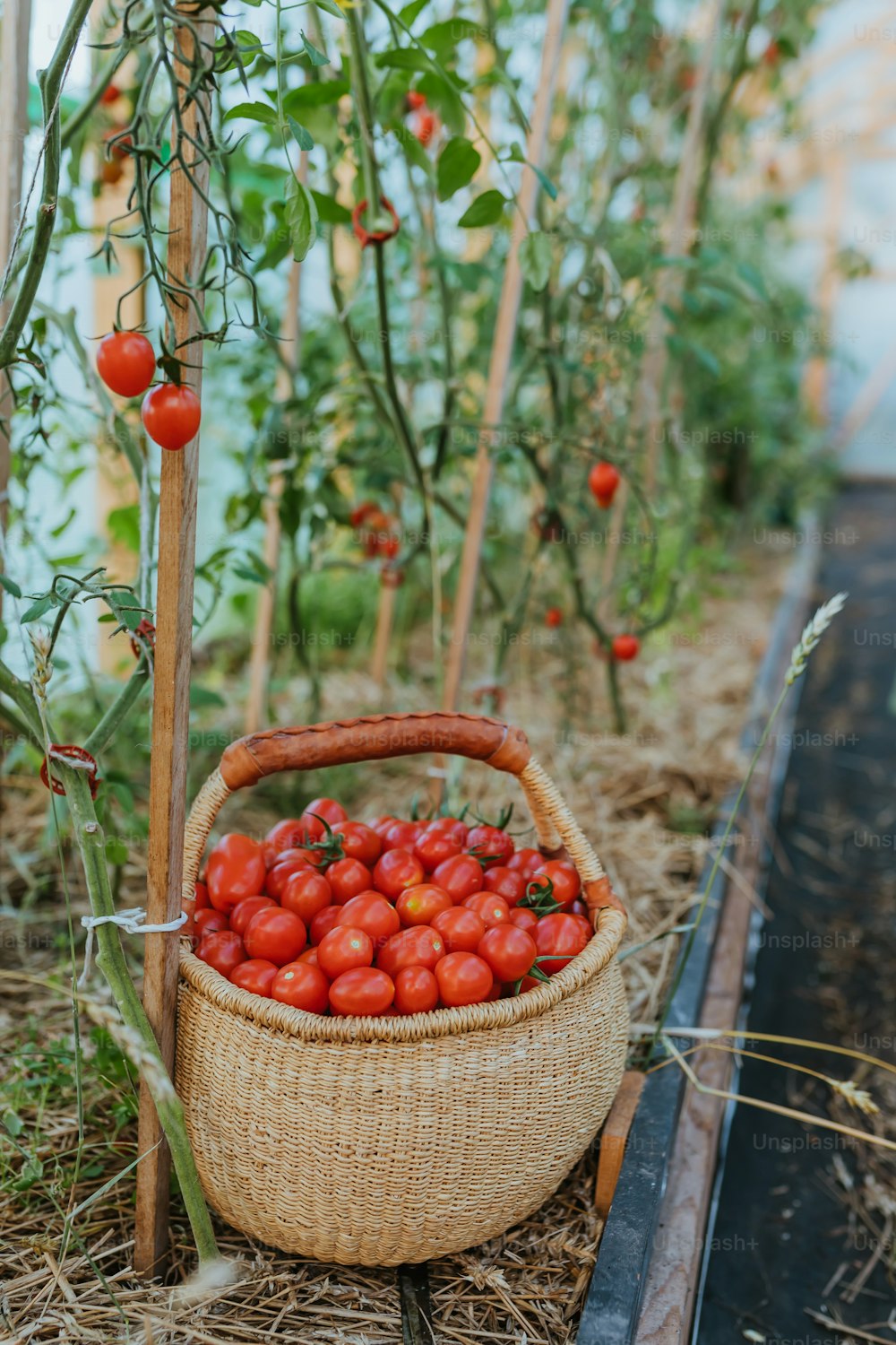Una canasta llena de tomates en un jardín