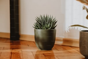 una pianta in vaso seduta sopra un pavimento di legno