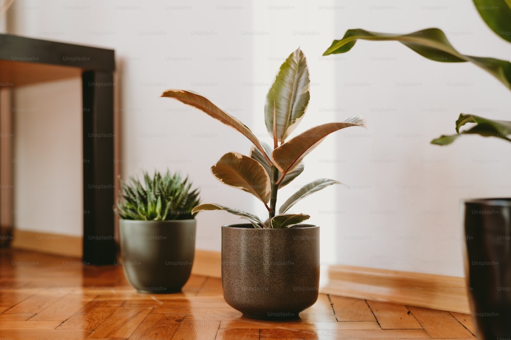 three potted plants sitting on a wooden table