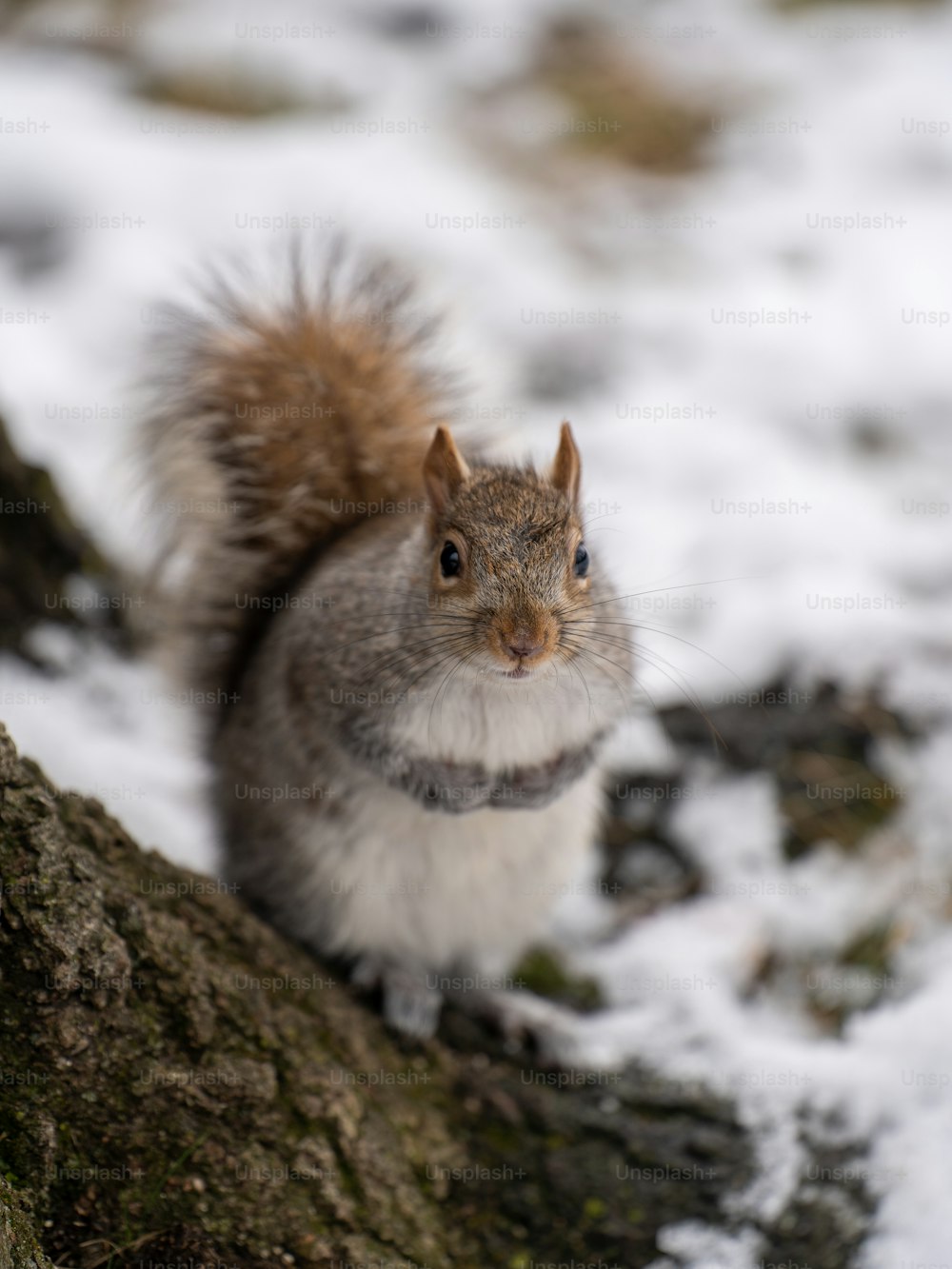 Uno scoiattolo è seduto su un albero nella neve