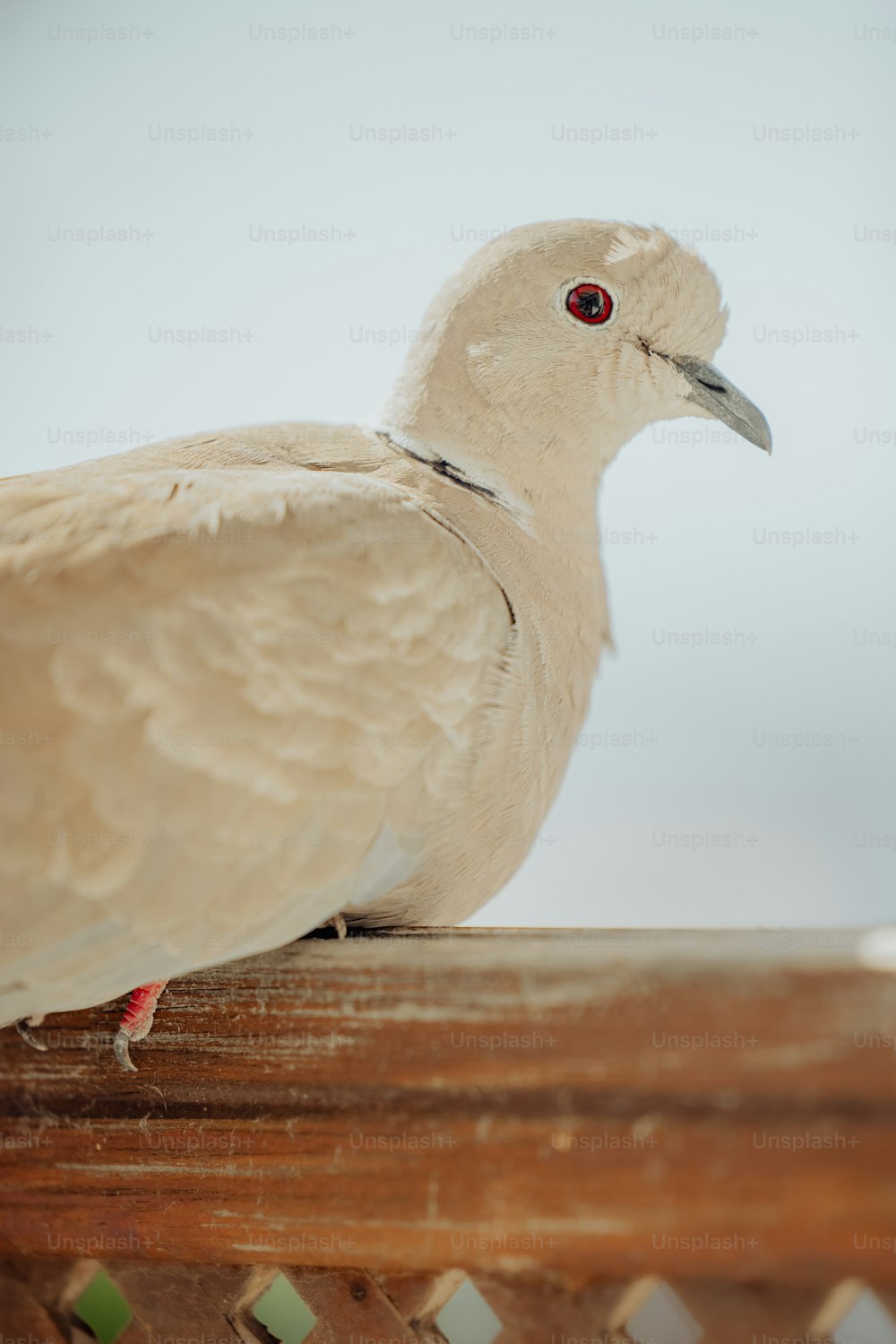 Ein weißer Vogel, der auf einem Holzzaun sitzt