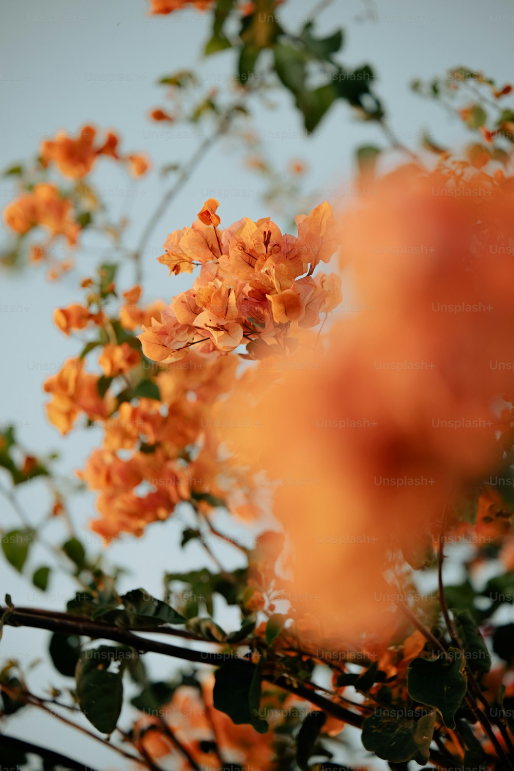 a bunch of orange flowers that are on a tree