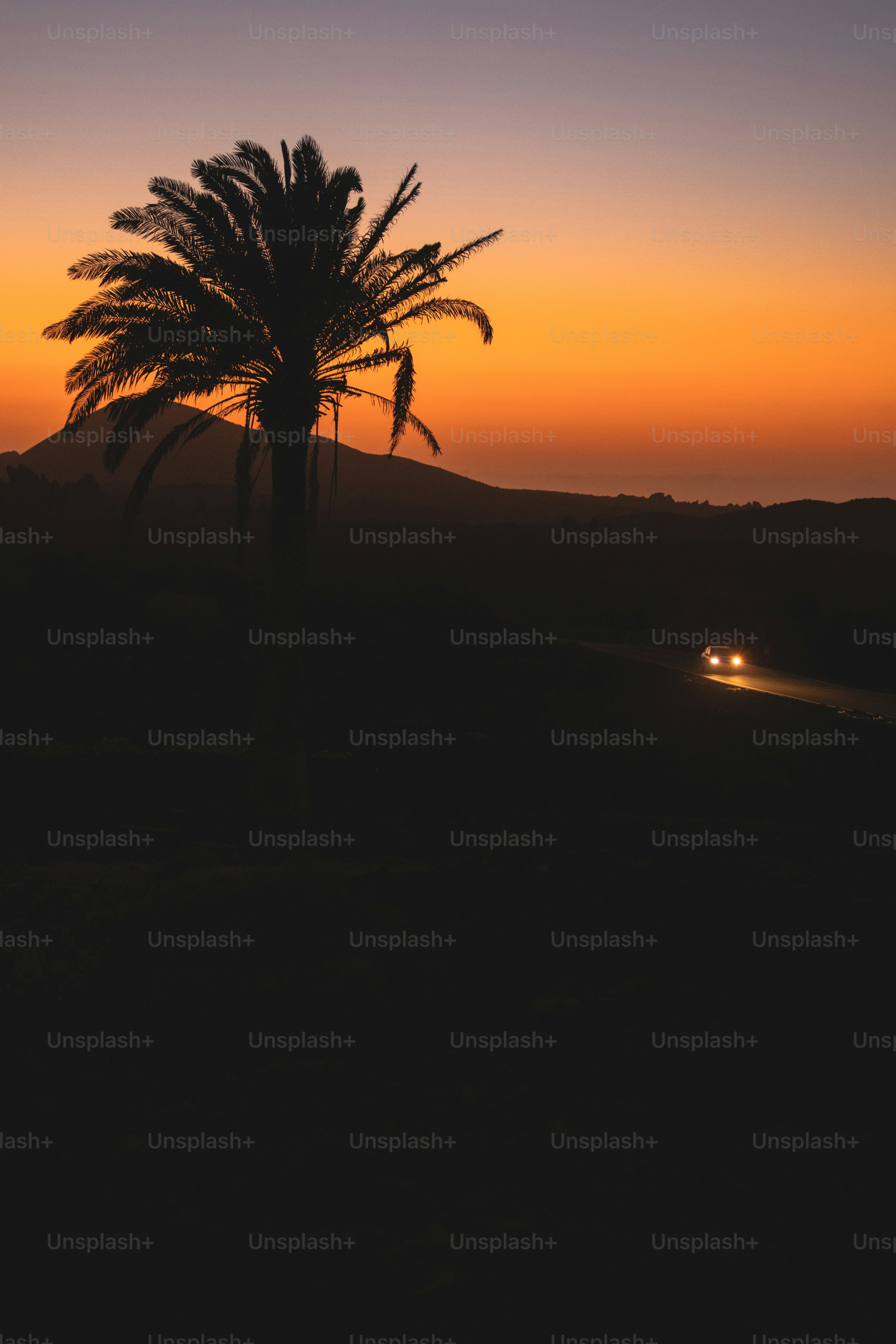 a palm tree is silhouetted against a sunset