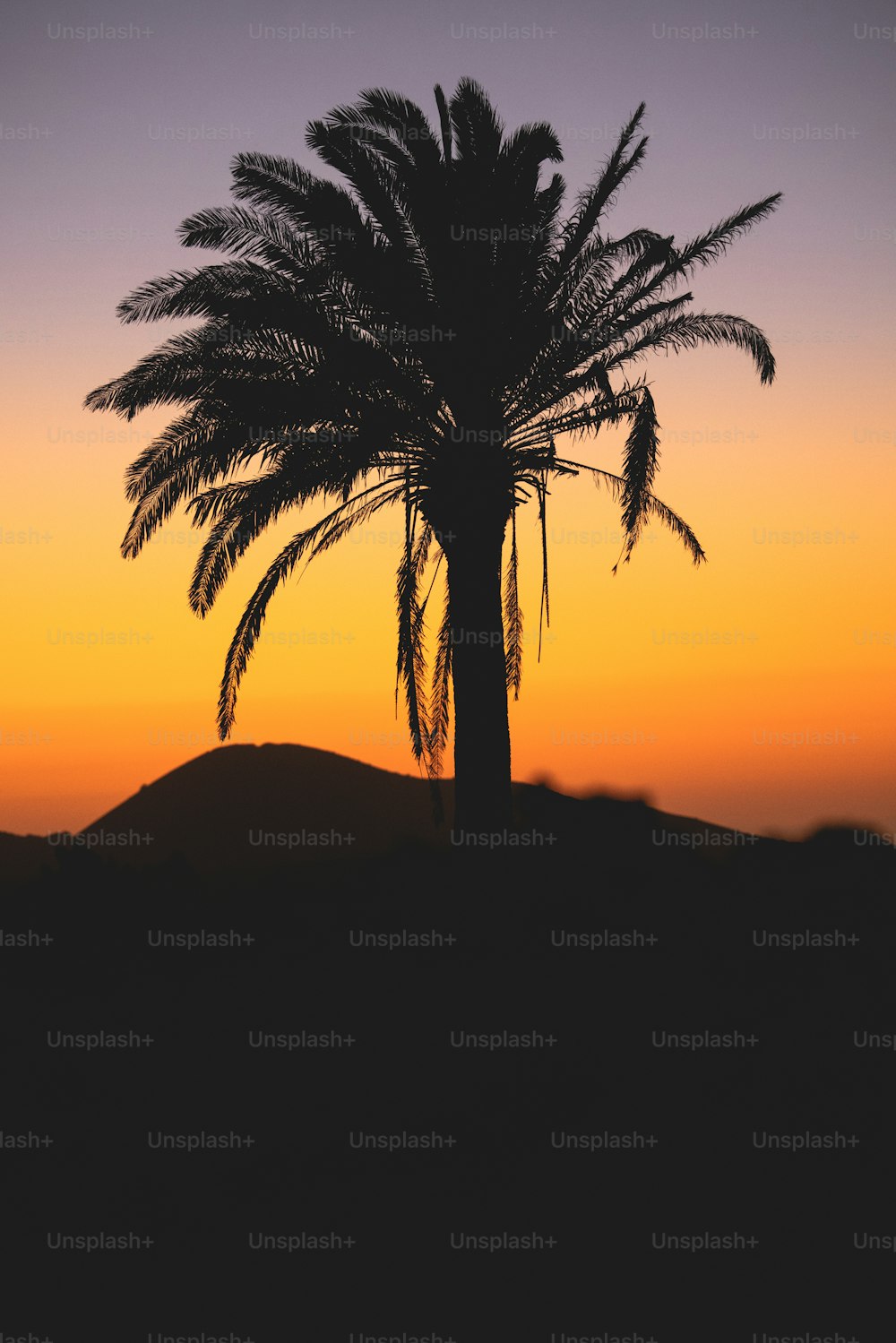 Eine Silhouette einer Palme bei Sonnenuntergang