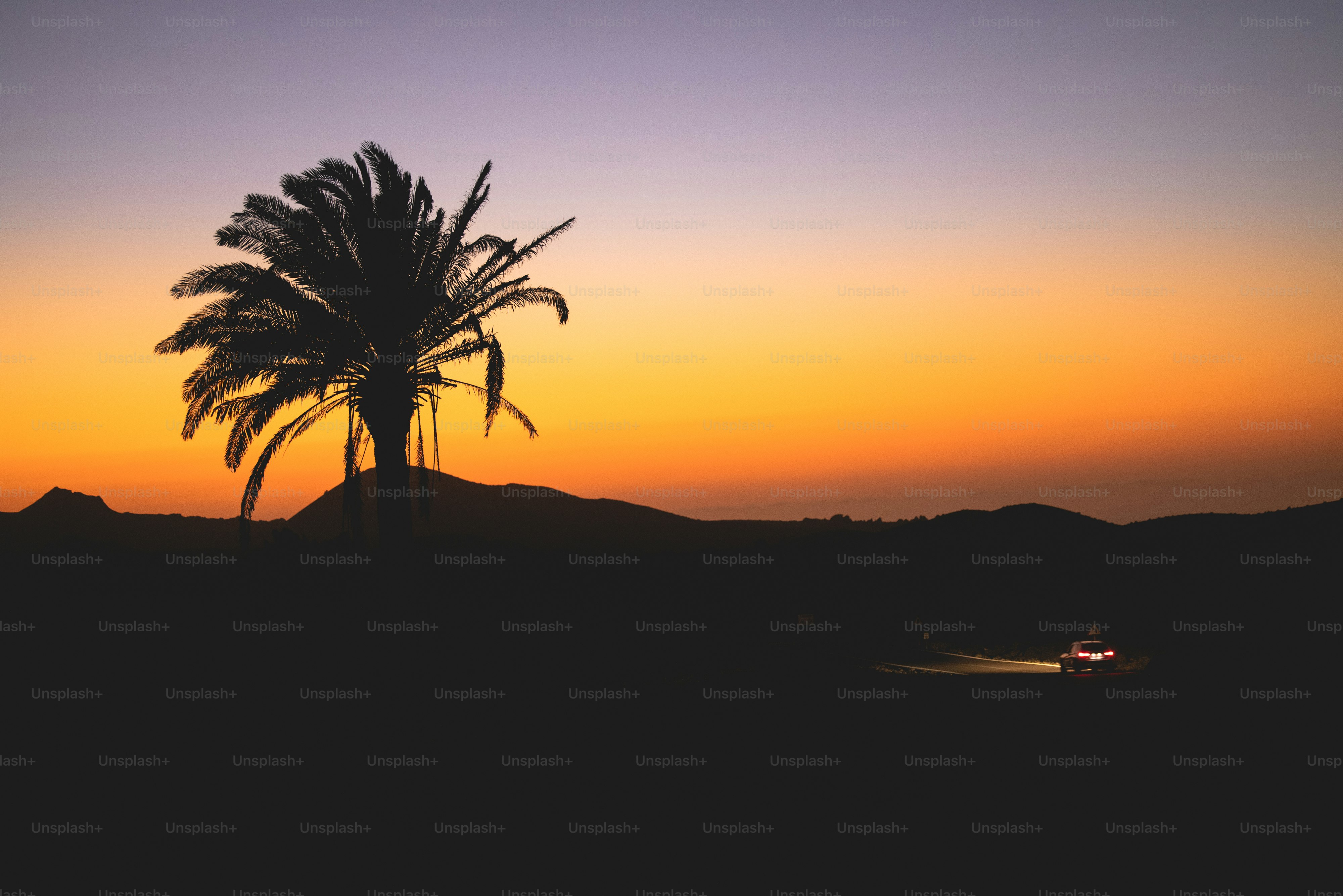 a palm tree is silhouetted against a sunset