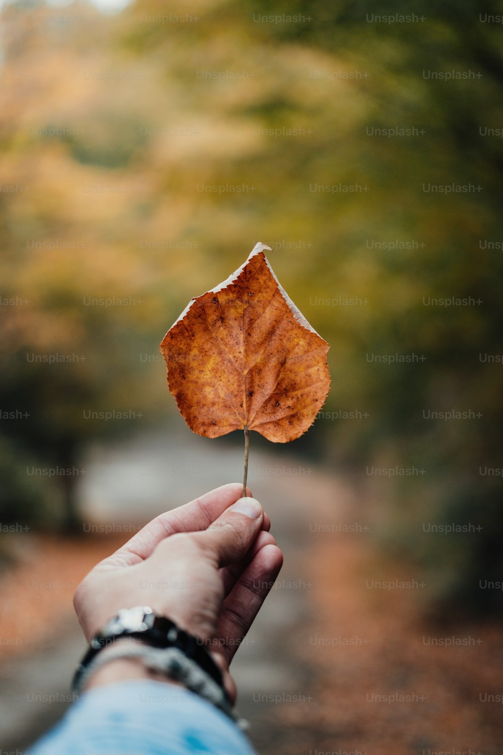 uma pessoa segurando uma folha na mão