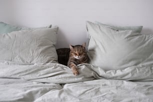 a cat that is laying down on a bed