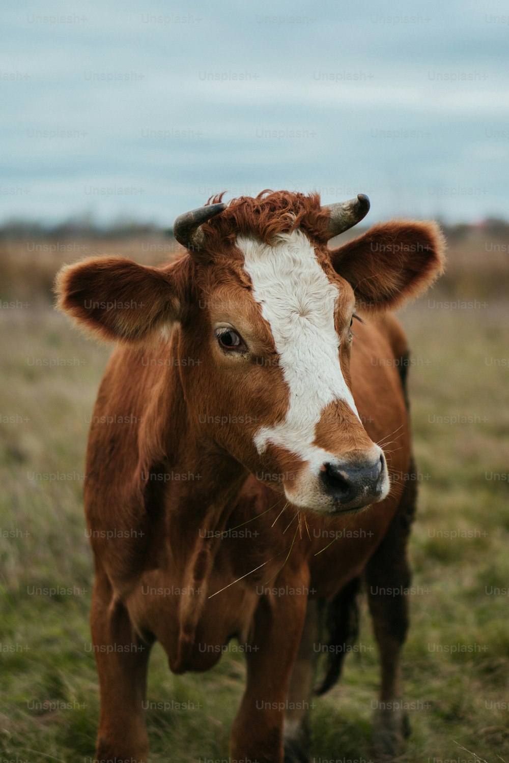 una mucca marrone e bianca in piedi sulla cima di un campo coperto di erba