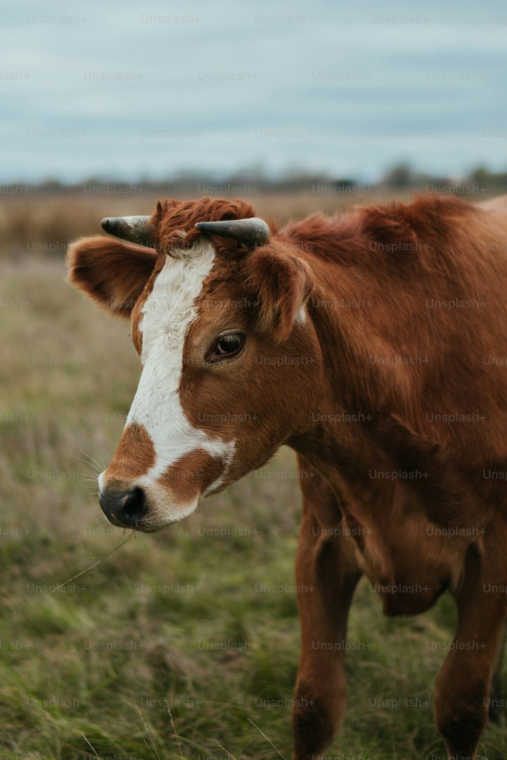 uma vaca marrom e branca em pé em cima de um campo coberto de grama