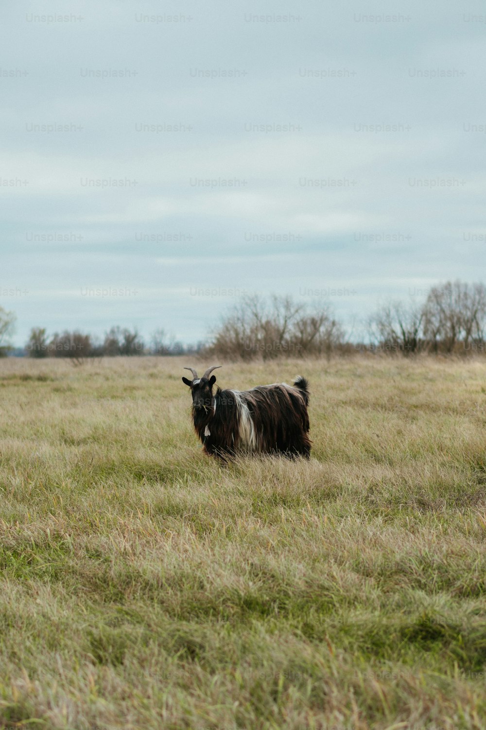 uma vaca preta e branca em pé em um campo
