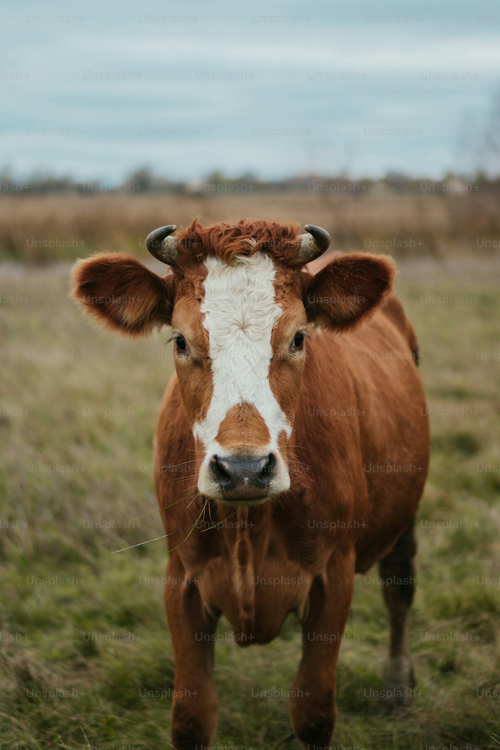 una mucca marrone e bianca in piedi sulla cima di un campo coperto di erba