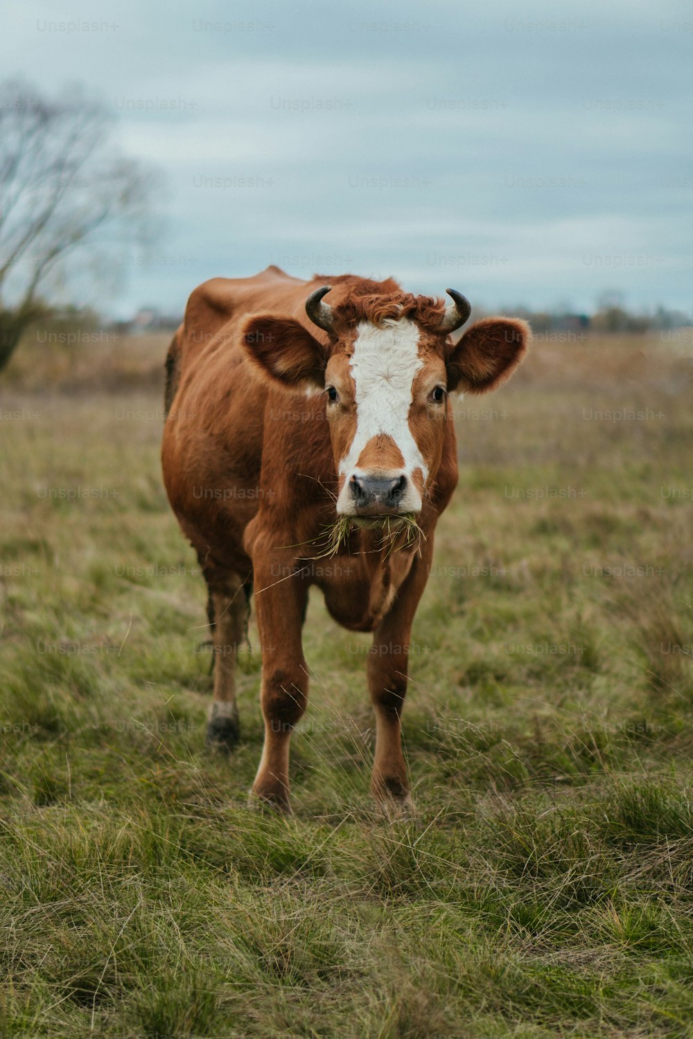 uma vaca marrom e branca em cima de um campo coberto de grama
