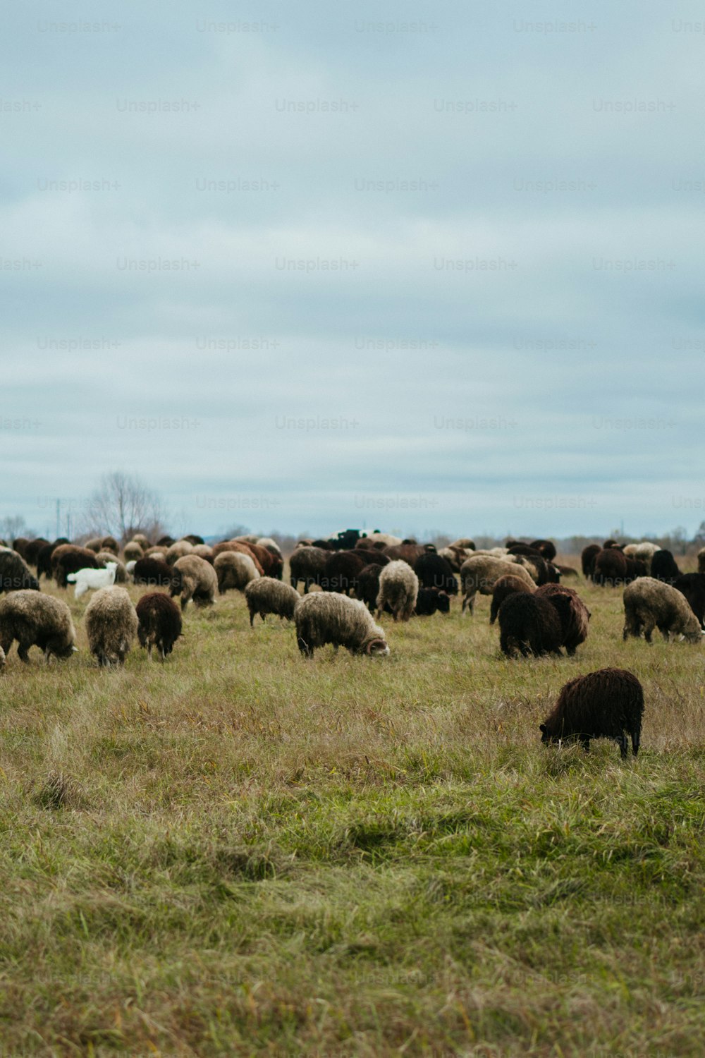 緑豊かな野原で放牧する羊の群れ