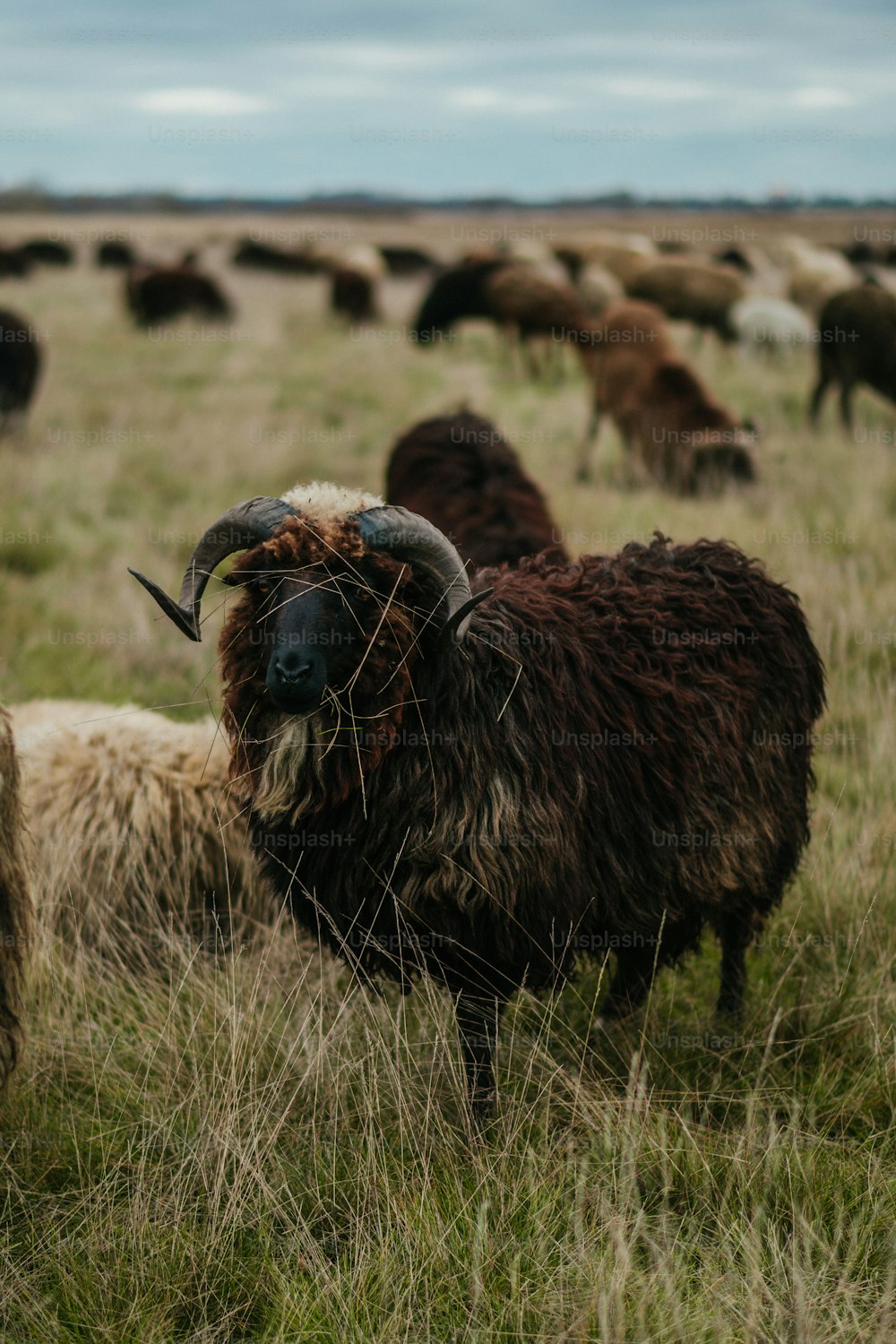 Un gregge di pecore al pascolo su un rigoglioso campo verde