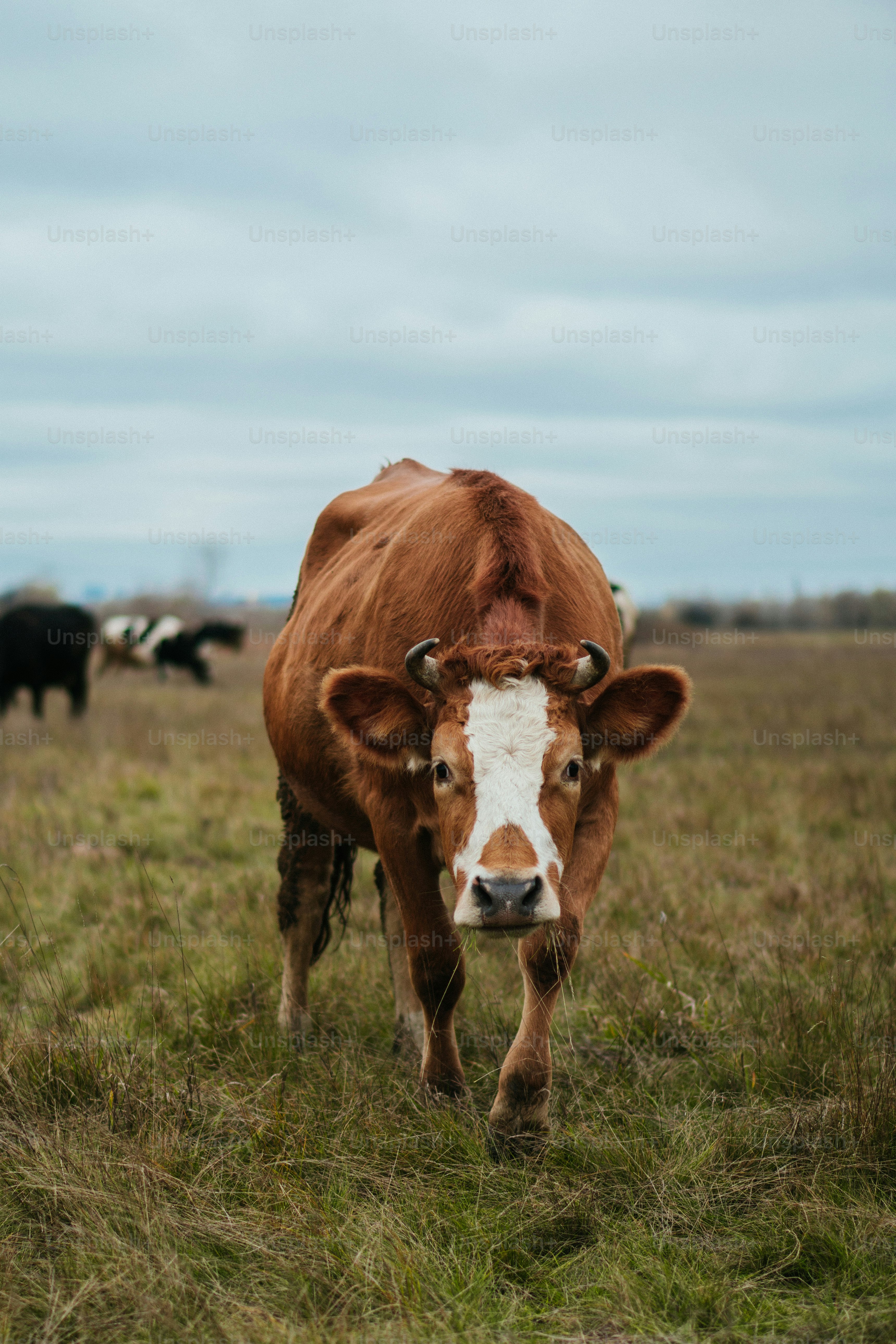 Eine braun-weiße Kuh, die auf einem grasbewachsenen Feld steht