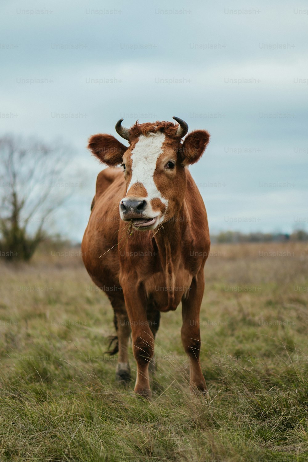 Una vaca marrón y blanca de pie sobre un campo cubierto de hierba