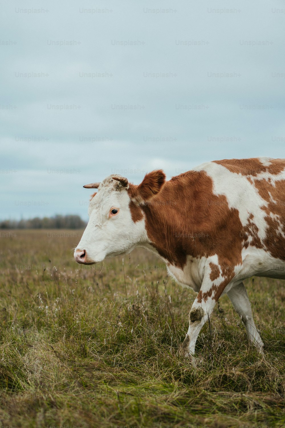 a brown and white cow standing in a field
