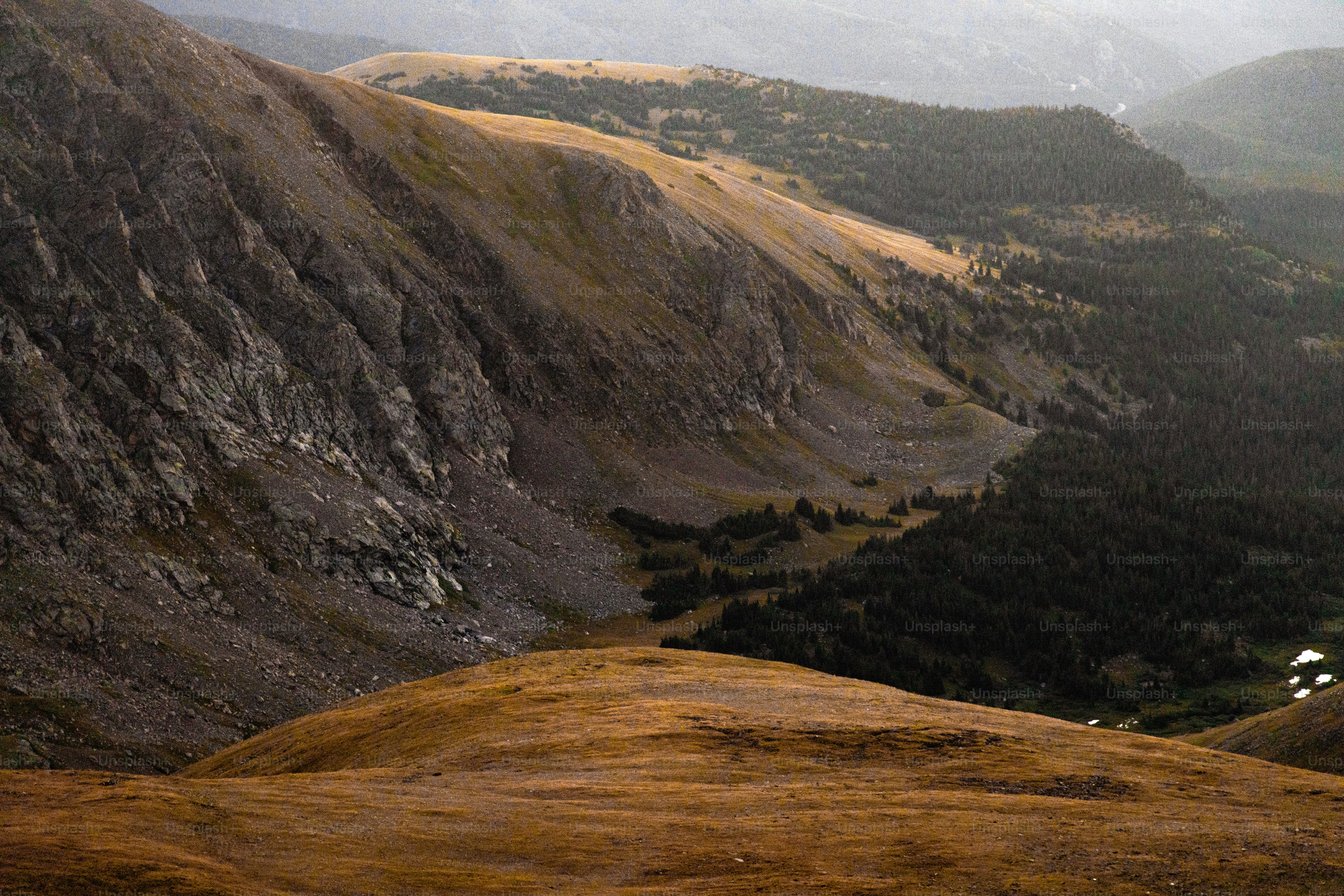 a sheep standing on top of a lush green hillside