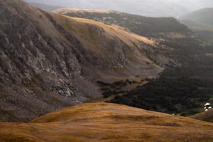 a sheep standing on top of a lush green hillside