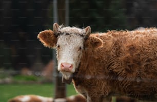 a brown and white cow standing next to a fence