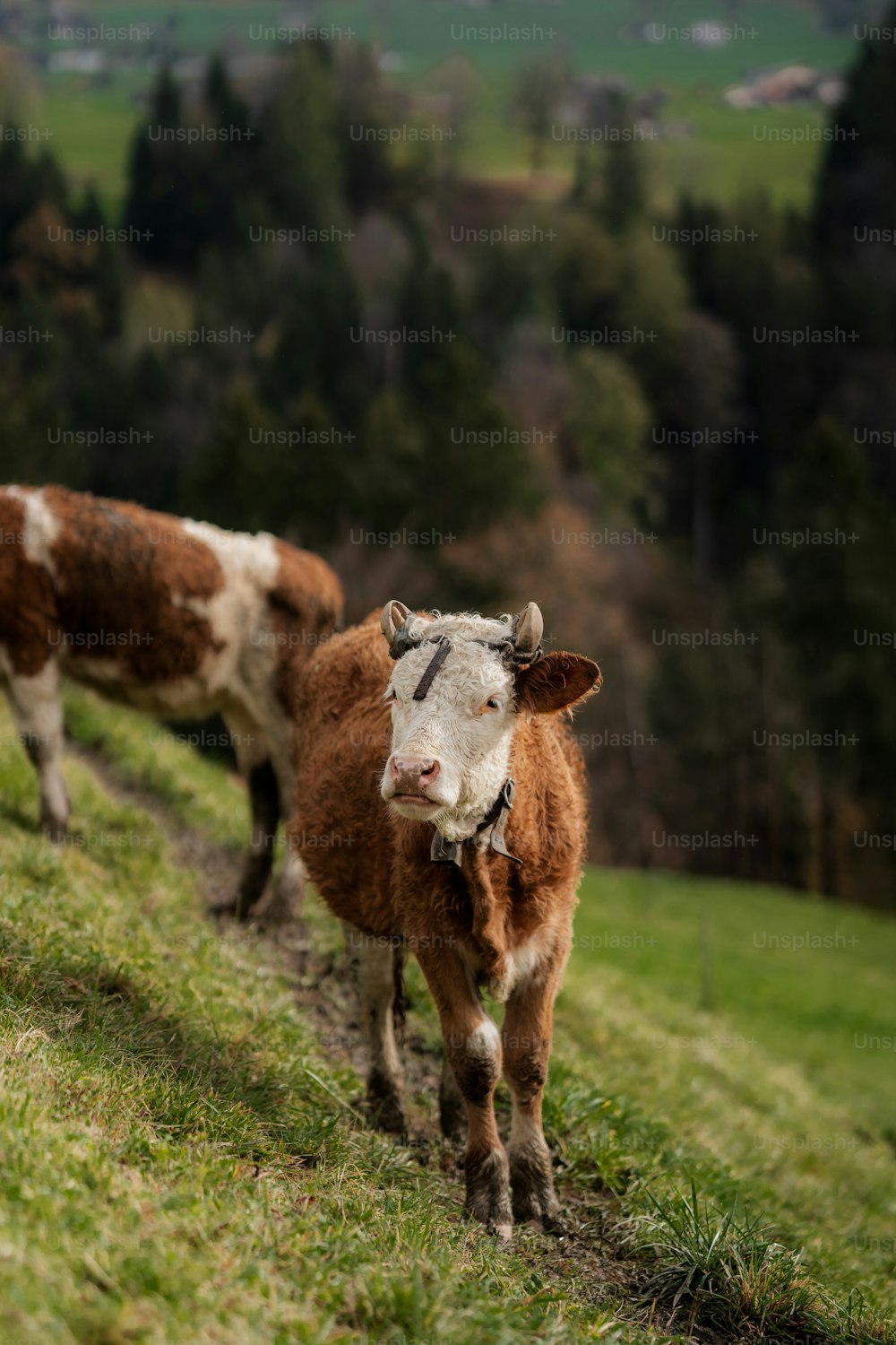 a couple of cows standing on top of a grass covered hillside