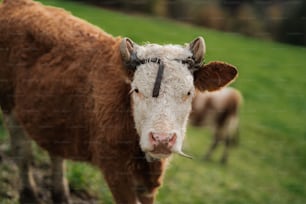 a brown and white cow standing on top of a lush green field