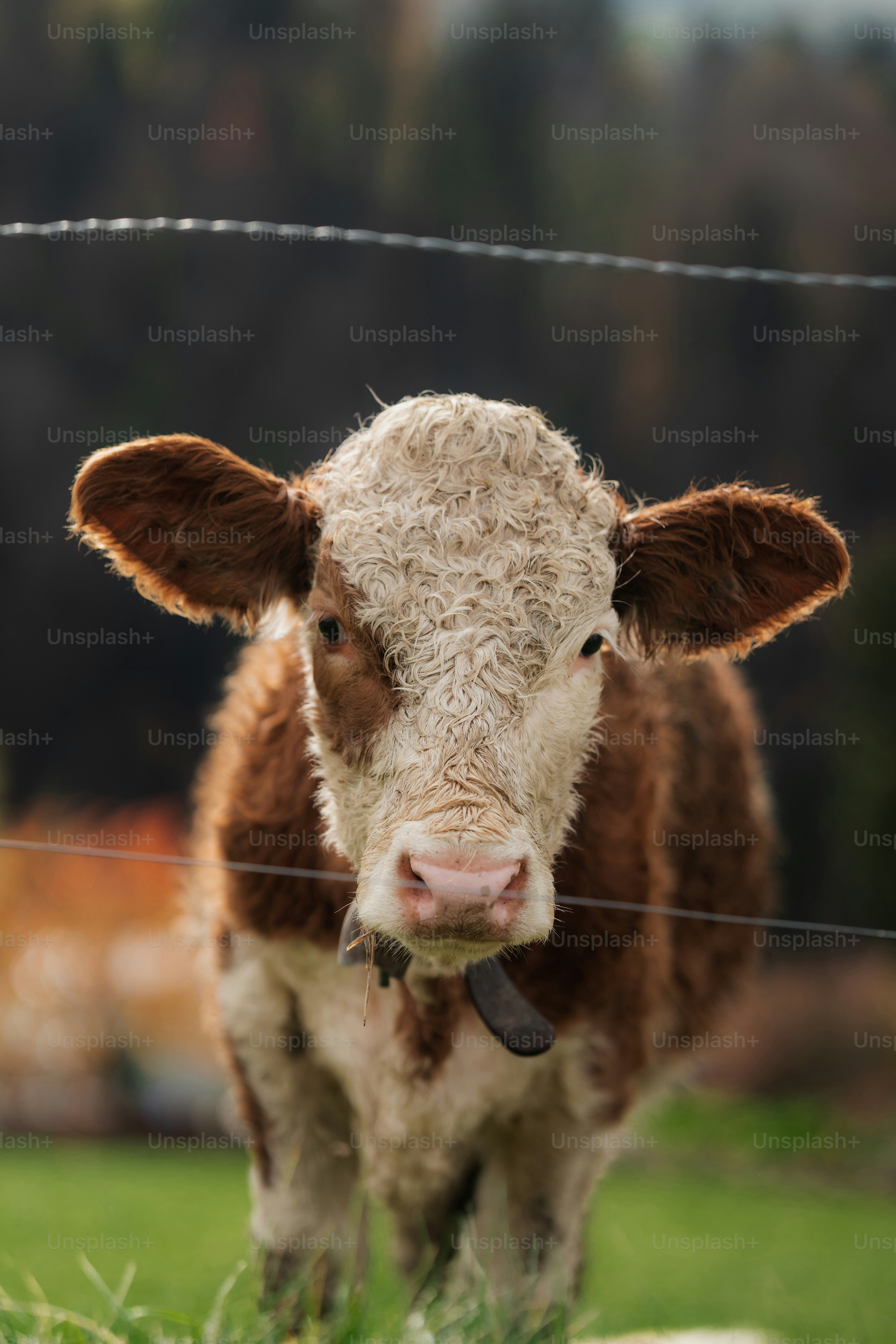 a brown and white cow standing on top of a lush green field