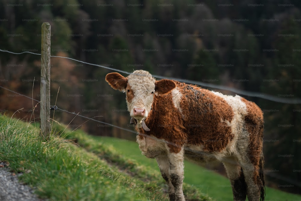 a brown and white cow standing next to a wire fence