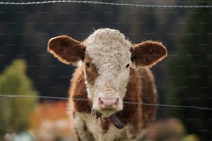 una mucca marrone e bianca in piedi accanto a una recinzione metallica
