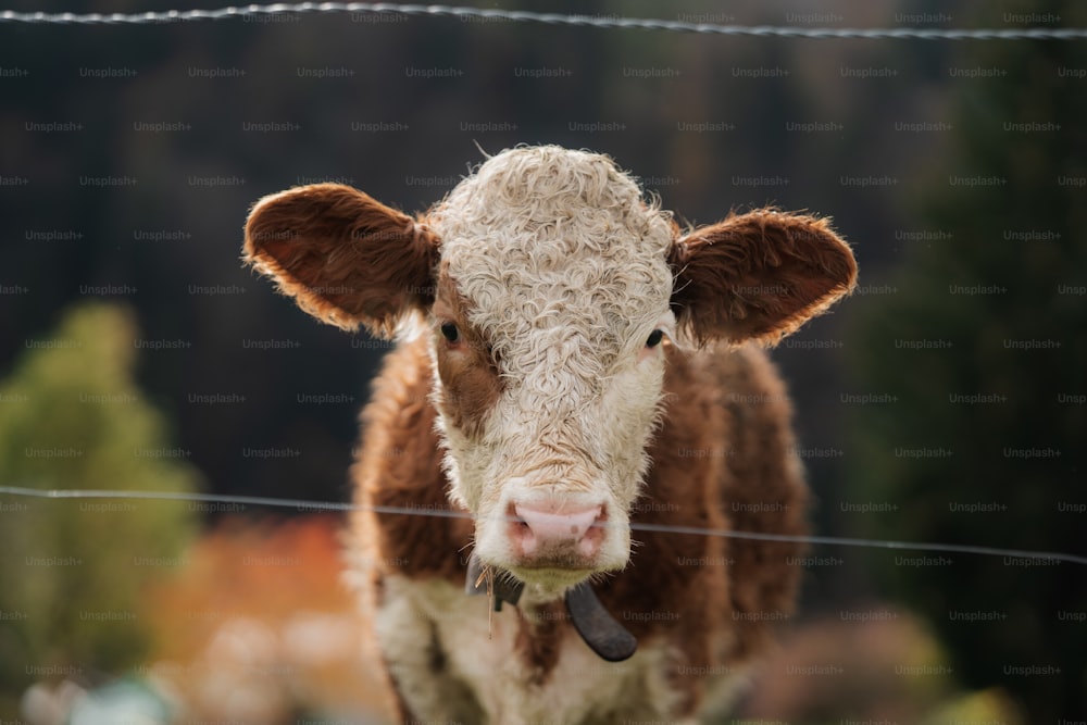 a brown and white cow standing next to a wire fence